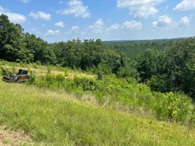 Hillside Brush Removal in Birmingham, Alabama