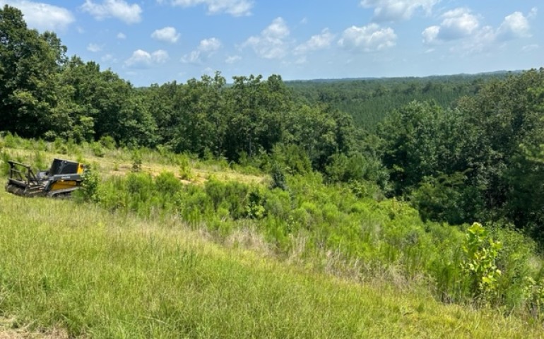 Hillside Brush Removal in Birmingham, Alabama