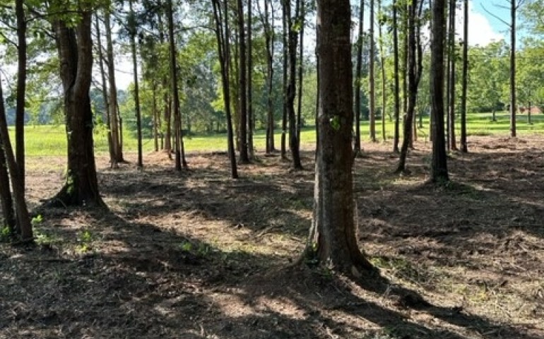 Forest Undergrowth Clearing in Birmingham, Alabama