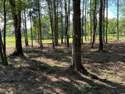 Forest Undergrowth Clearing in Birmingham, Alabama